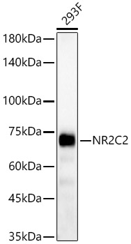 NR2C2 Rabbit pAb