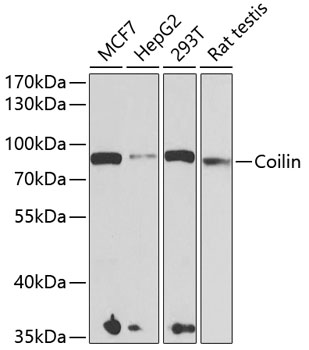 Coilin Rabbit pAb