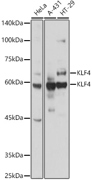 KLF4 Rabbit pAb