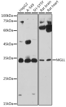 MGLL Rabbit pAb