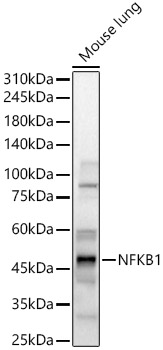 NFKB1 Rabbit pAb