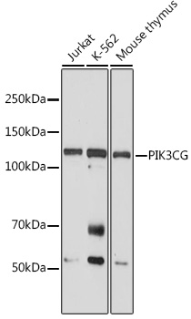 PIK3CG Rabbit pAb