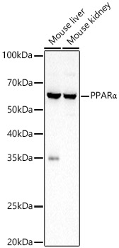 PPARα Rabbit pAb