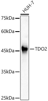 TDO2 Rabbit pAb