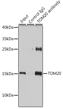 TOM20 Rabbit pAb
