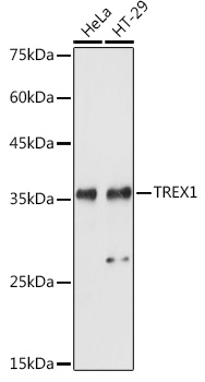 TREX1 Rabbit pAb