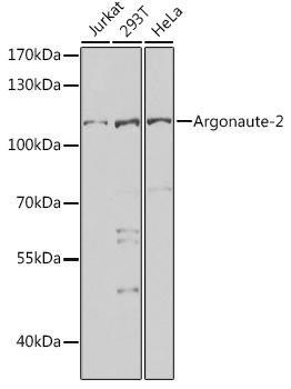 Argonaute-2 Rabbit pAb