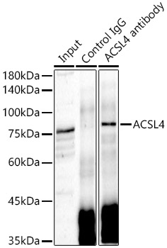 ACSL4 Rabbit pAb-Polyclonal Antibodies - ABclonal/拜爾國際(BioAb)