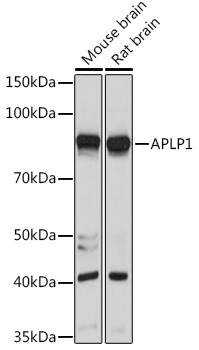 APLP1 Rabbit pAb