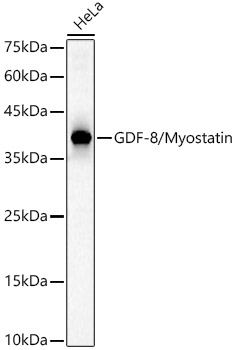 GDF-8/Myostatin Rabbit pAb