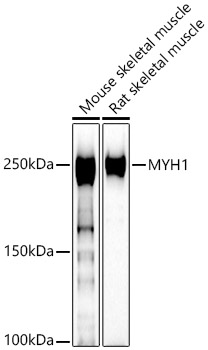 MYH1 Rabbit pAb