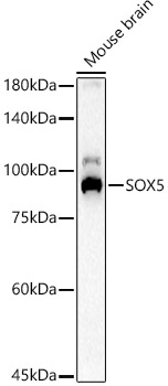 SOX5 Rabbit pAb