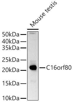 C16orf80 Rabbit pAb