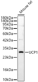 UCP1 Rabbit pAb