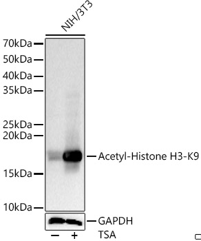 Acetyl-Histone H3-K9 Rabbit pAb