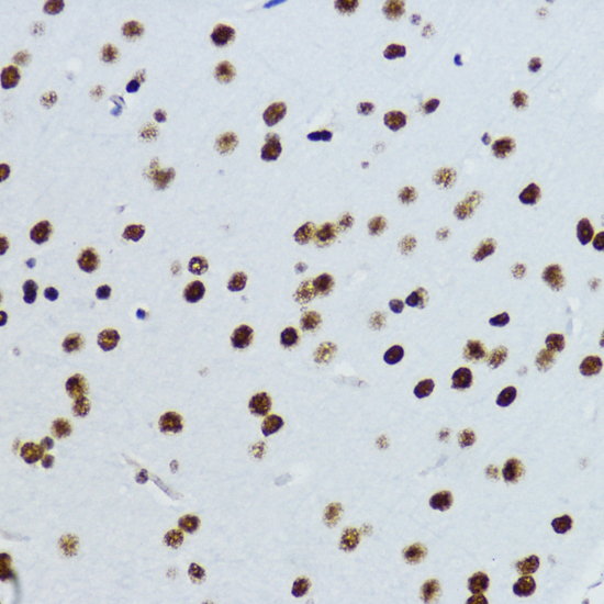 Acetyl-Histone H3-K9 Rabbit pAb