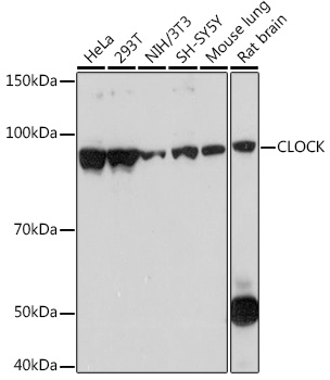 CLOCK Rabbit mAb