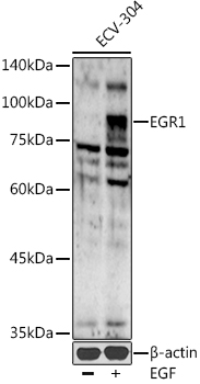 EGR1 Rabbit pAb