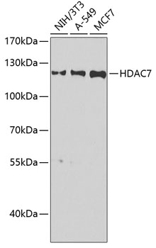 HDAC7 Rabbit pAb