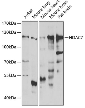 HDAC7 Rabbit pAb