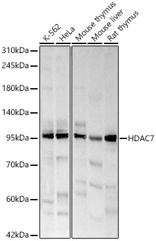 HDAC7 Rabbit pAb