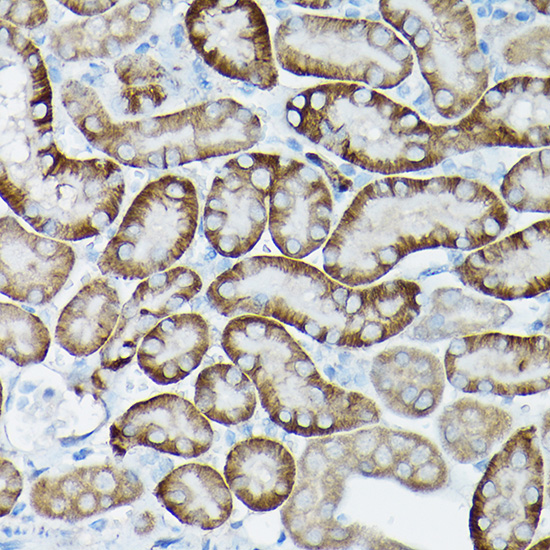 SIRT3 Rabbit pAb-Polyclonal Antibodies - ABclonal/拜爾國際(BioAb)