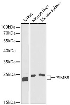 PSMB8 Rabbit pAb