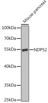 NDP52 Rabbit pAb