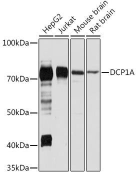 DCP1A Rabbit pAb