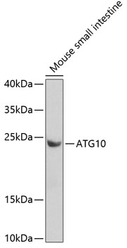 ATG10 Rabbit pAb