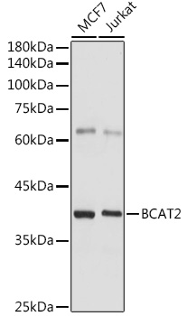 BCAT2 Rabbit pAb