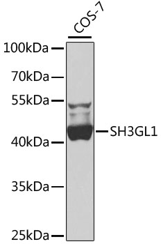 SH3GL1 Rabbit pAb-Polyclonal Antibodies - ABclonal/拜爾國際(BioAb)