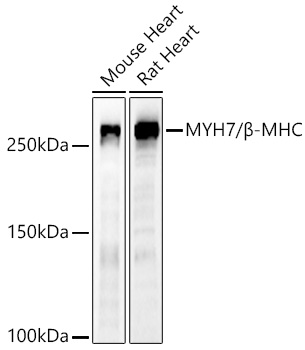 MYH7/β-MHC Rabbit pAb