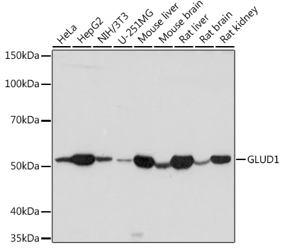 GLUD1 Rabbit pAb