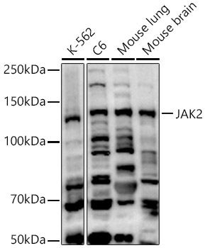 JAK2 Rabbit pAb