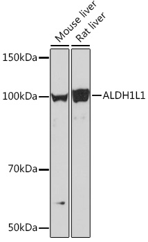 ALDH1L1 Rabbit mAb