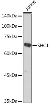 SHC1 Rabbit pAb