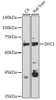 SHC1 Rabbit pAb