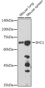 SHC1 Rabbit pAb