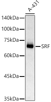 SRF Rabbit pAb