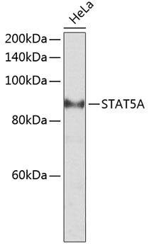 Phospho-STAT5-Y694 Rabbit pAb