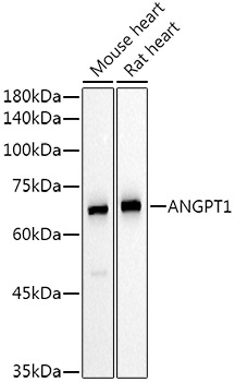 ANGPT1 Rabbit pAb