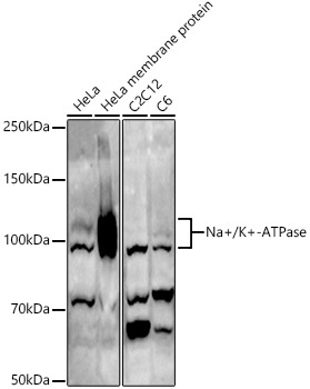 Na+/K+-ATPase Rabbit pAb