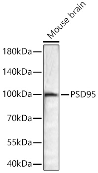 PSD95 Rabbit PolymAb®