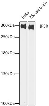 IP3R Rabbit pAb