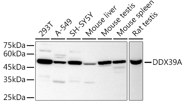 DDX39A Rabbit pAb