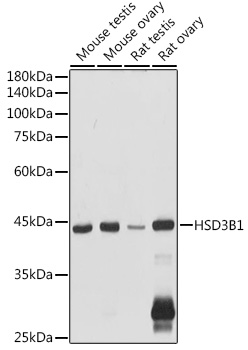 HSD3B1 Rabbit pAb