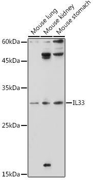IL33 Rabbit pAb