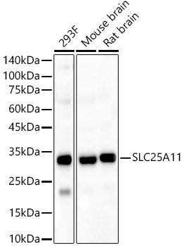 SLC25A11 Rabbit pAb