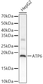 ATP6 Rabbit pAb